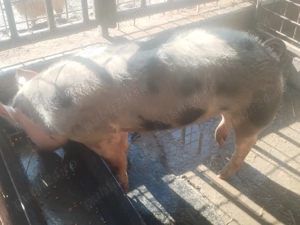 Vând porc de rasă pietrean cu greutatea 100kg.  - imagine 2