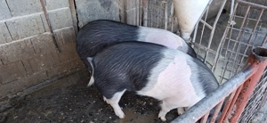 Scrofițe Bazna 120-130 kg