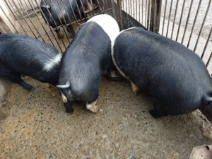porci de vanzare  - imagine 2