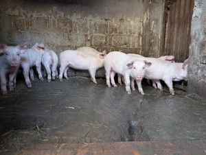 purcei de carne  - imagine 2