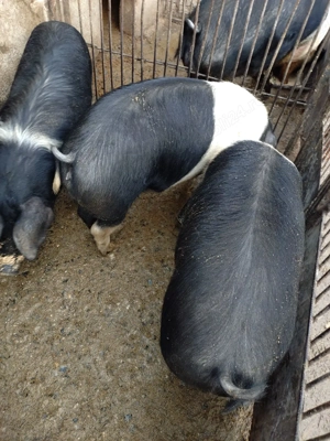porci de vanzare  - imagine 3