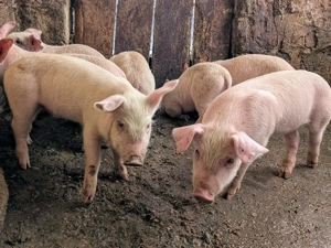 purcei de carne  - imagine 4