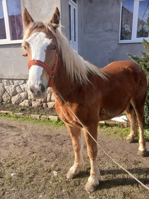 Mânza de vânzare  - imagine 4