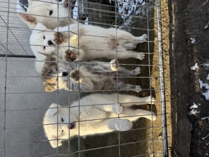 Pui Akita Inu de vânzare doar pentru familii iubitoare - imagine 2