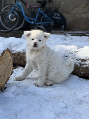 Pui Akita Inu de vânzare doar pentru familii iubitoare - imagine 3