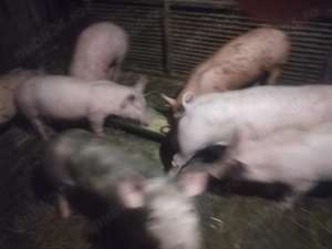 Vând purcei de rasă pietrean și landras cu vârsta de 3luni 