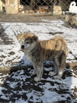 Pui Akita Inu de vânzare doar pentru familii iubitoare - imagine 4