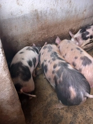 Grăsuni de vânzare  - imagine 2