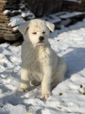 Pui Akita Inu de vânzare doar pentru familii iubitoare - imagine 5