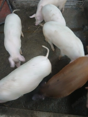 Vând purcei 40 kg  - imagine 2