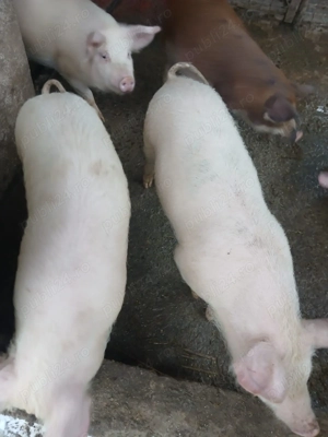 Vând purcei 40 kg  - imagine 4