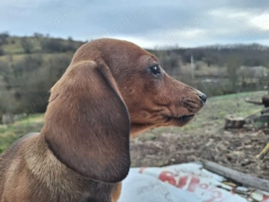 Vînd teckel în vârstă de 2 luni  - imagine 2