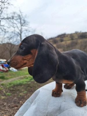 Vînd teckel în vârstă de 2 luni  - imagine 3