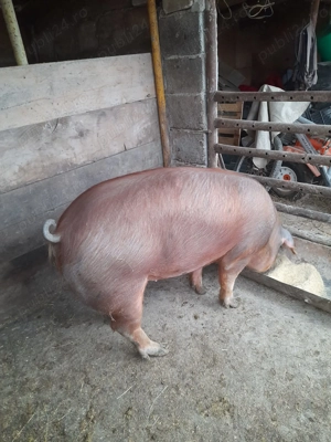 Vând porc pentru sacrificat sau carcasă 