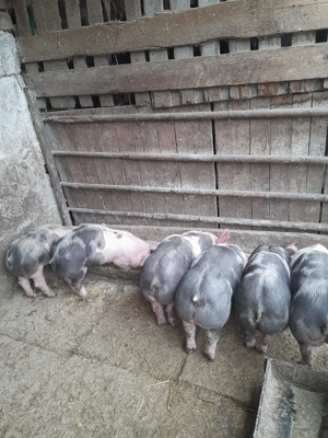 Vând purcei 8 săptămâni și porc mare 