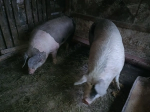 vand porci de tara  - imagine 2