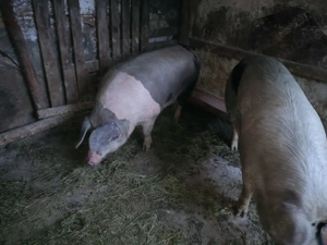 vand porci de tara 
