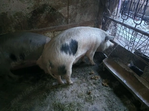 vand porci de tara  - imagine 3