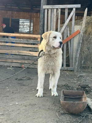 Cățea de Asia centrală  - imagine 2