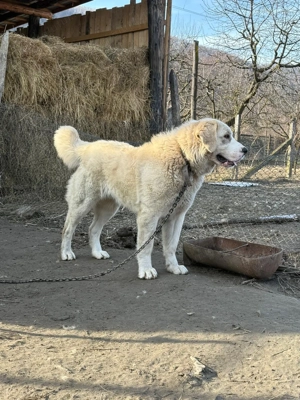 Cățea de Asia centrală  - imagine 2