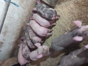 Purcei si garsuni - imagine 3