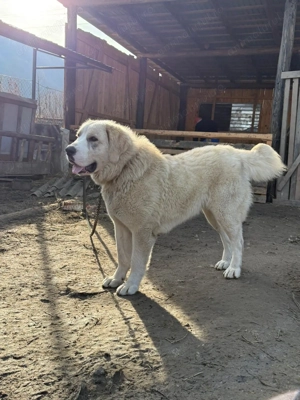 Cățea de Asia centrală 