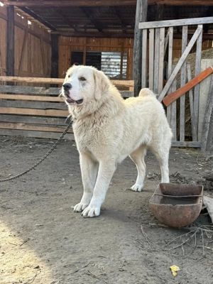 Cățea de Asia centrală  - imagine 4