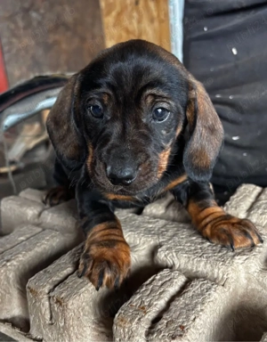 Catel Teckel - imagine 3