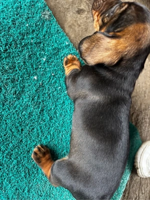 Catel Teckel - imagine 4