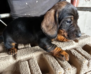 Catel Teckel - imagine 2