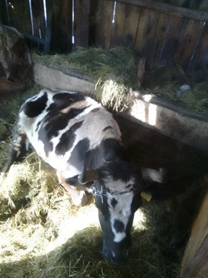 vaca pentru abator - imagine 2