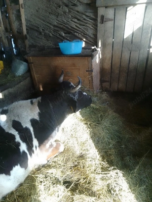 vaca pentru abator - imagine 3