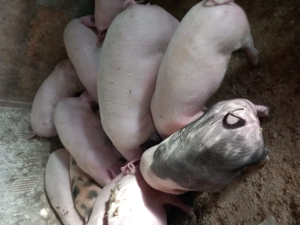 Purcei si garsuni - imagine 4