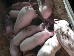 Purcei si garsuni - imagine 2