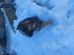 Cățelușă ciobănesc german 