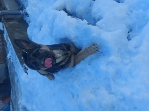 Cățelușă ciobănesc german  - imagine 3