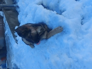 Cățelușă ciobănesc german  - imagine 2