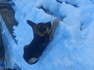 Cățelușă ciobănesc german  - imagine 5