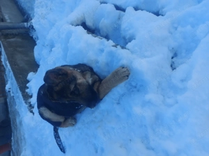 Cățelușă ciobănesc german  - imagine 4