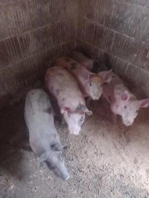 Purcei si grasuni - imagine 3