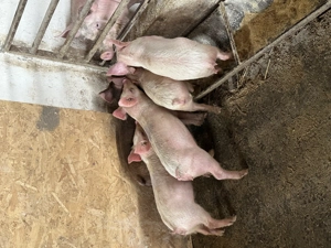 Vând 5 purcei la prețul de 1550 de lei! 