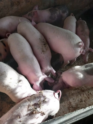 Purcei si grasuni - imagine 2