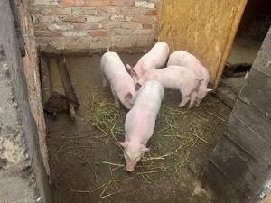 vand purcei - imagine 2