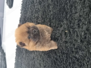 Chow chow mascul - imagine 5