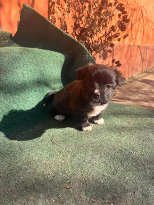 Donez 4cateluse de talie mica