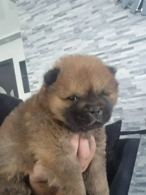 Chow chow mascul