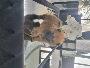 Chow chow mascul - imagine 2