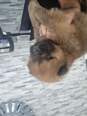 Chow chow mascul - imagine 3