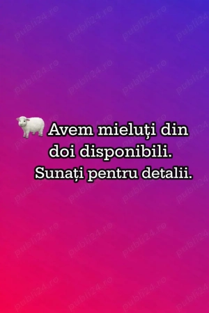 vând mieluți carabasi din doi 