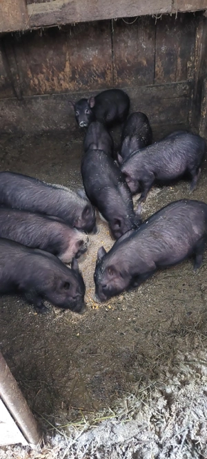 Schimb vietnamez  - imagine 3